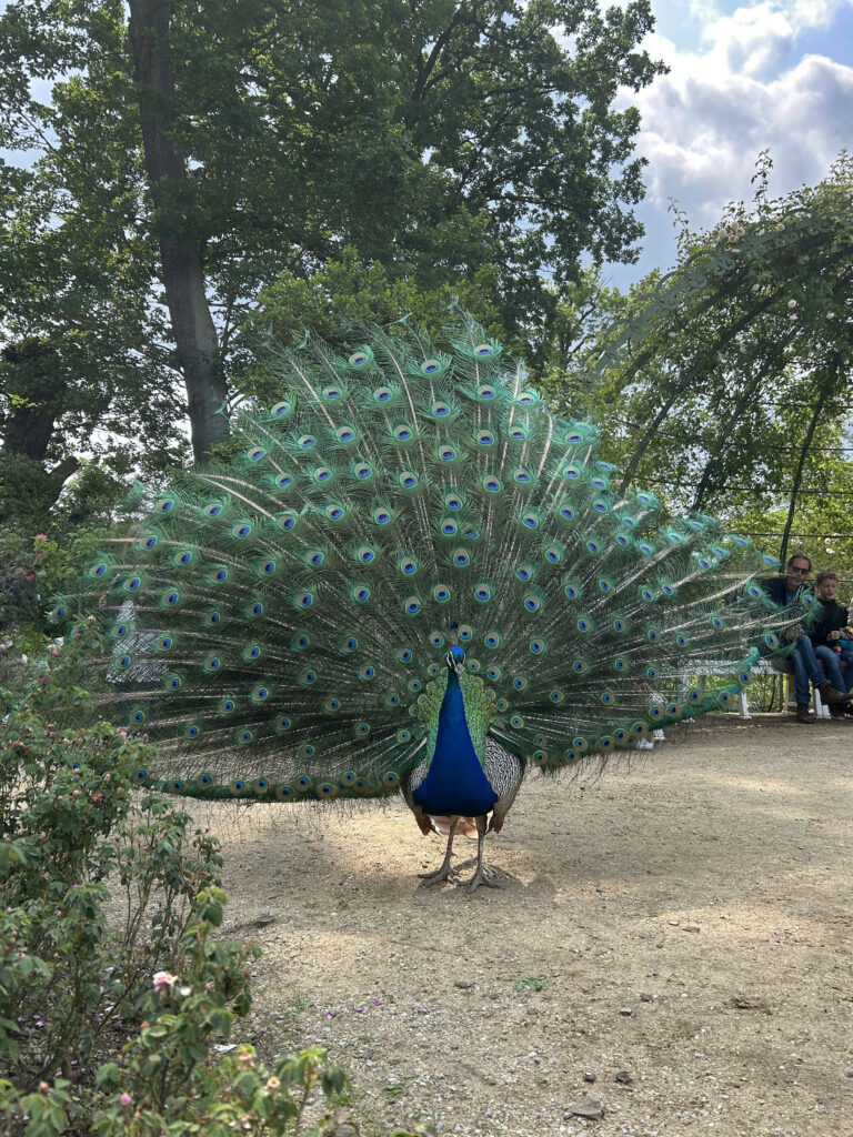 A peacock on Pfaueninsel with its tail extended.